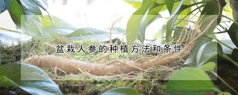 盆栽人參的種植方法和條件