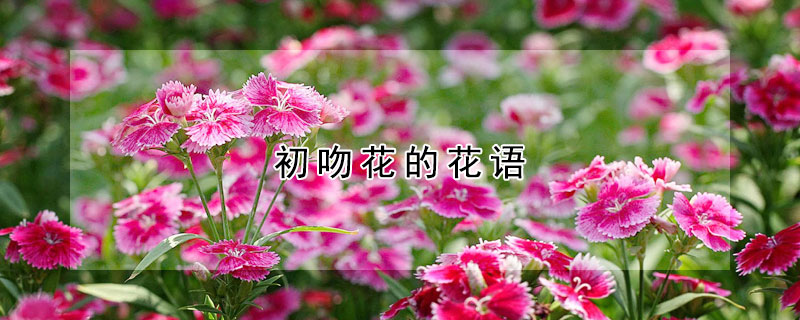 初吻花的花語