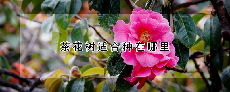 茶花樹適合種在哪里