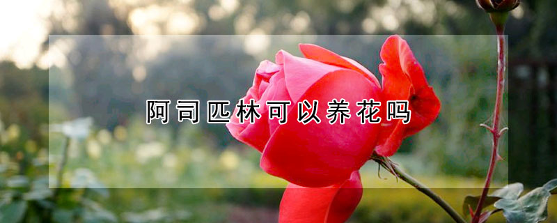 阿司匹林可以養花嗎