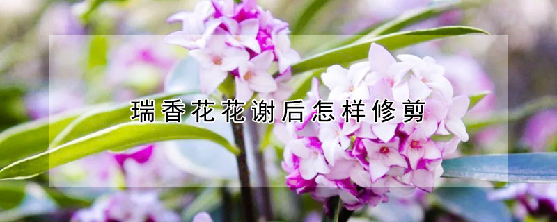 瑞香花花謝后怎樣修剪