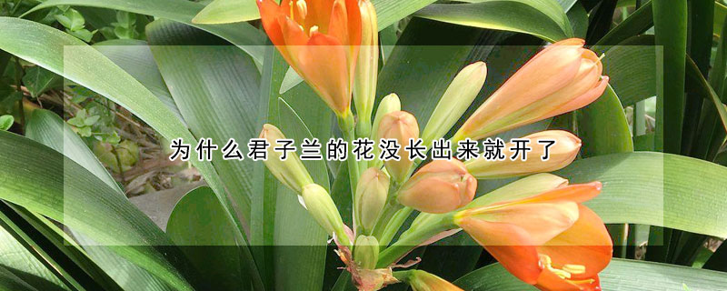 為什么君子蘭的花沒長出來就開了