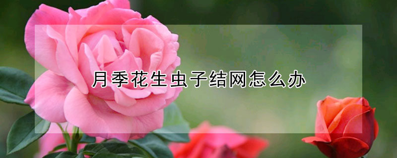 月季花生蟲子結網怎么辦