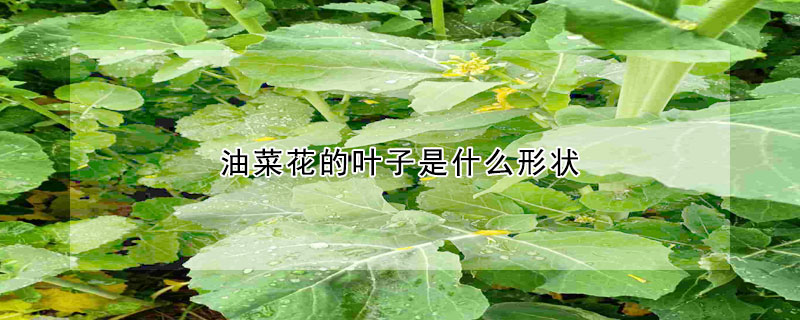 油菜花的葉子是什么形狀