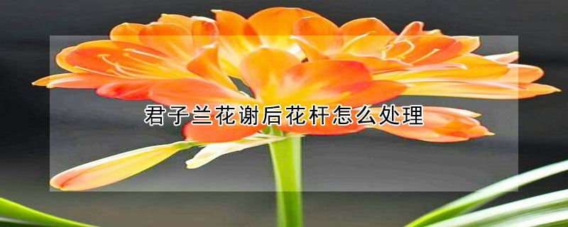 君子蘭花謝后花桿怎么處理