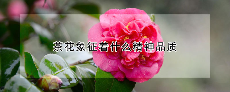 茶花象征著什么精神品質(zhì)