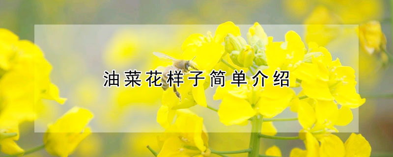 油菜花樣子簡單介紹