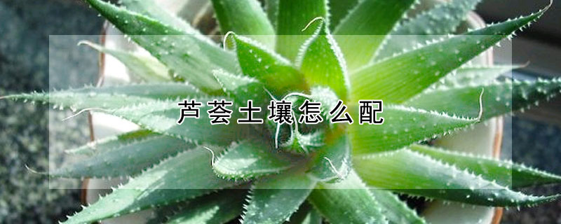 蘆薈土壤怎么配