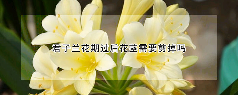 君子蘭花期過后花莖需要剪掉嗎