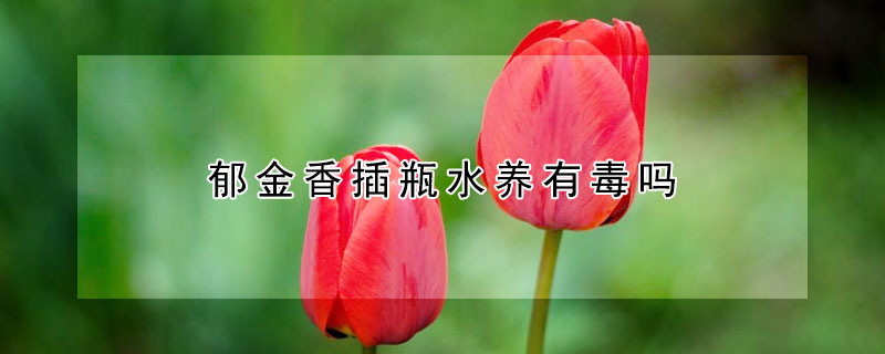 郁金香插瓶水養(yǎng)有毒嗎