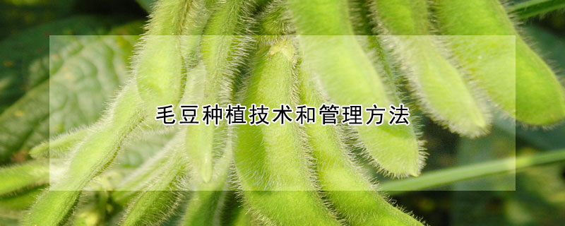 毛豆種植技術(shù)和管理方法