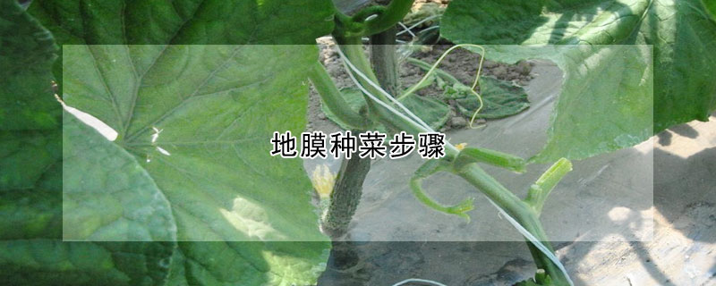 地膜種菜步驟