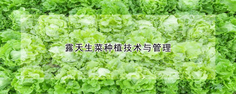 露天生菜種植技術(shù)與管理