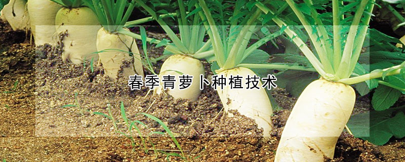 春季青蘿卜種植技術