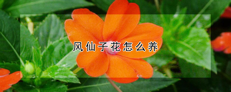 風(fēng)仙子花怎么養(yǎng)