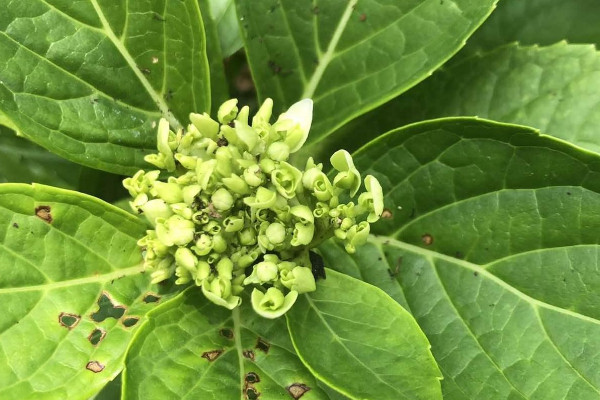 繡球花桿子上起黑點是什么原因