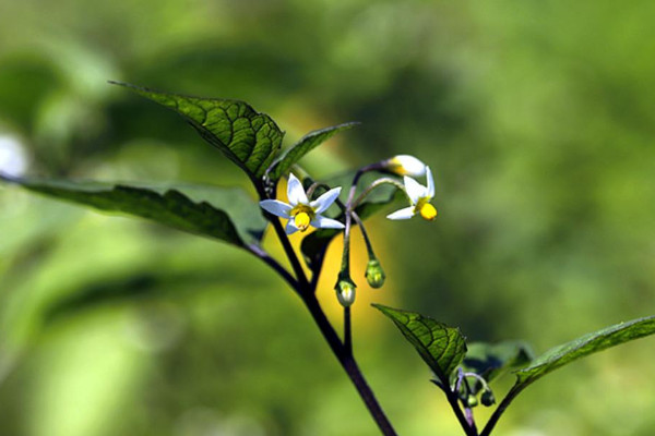 龍葵花長什么樣子