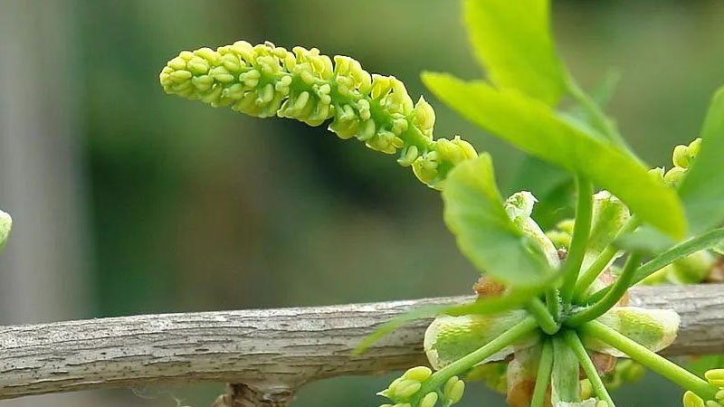 銀杏花長什么樣