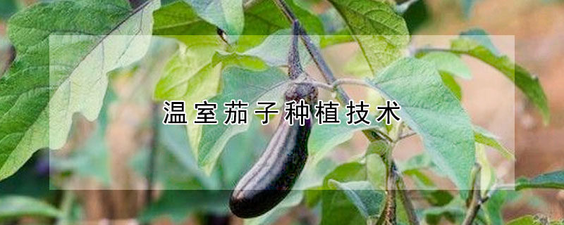 溫室茄子種植技術