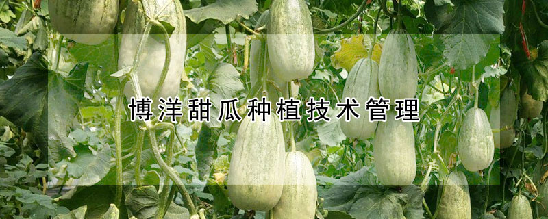 博洋甜瓜種植技術管理