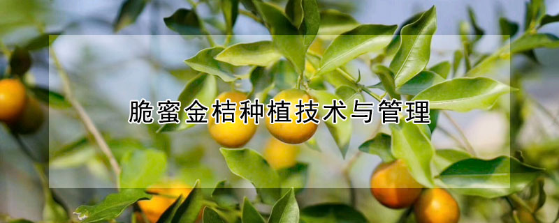 脆蜜金桔種植技術與管理