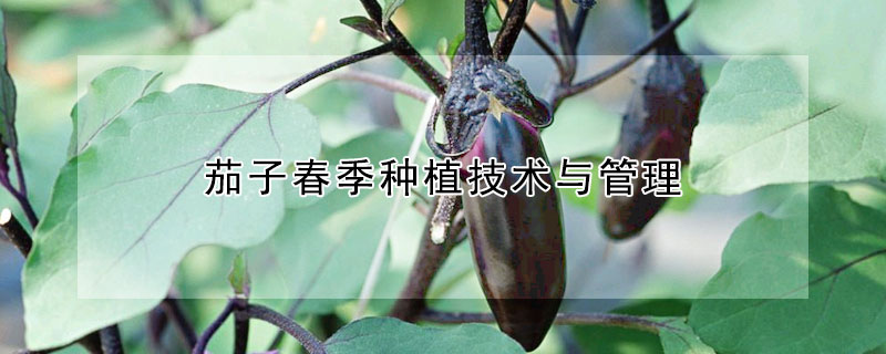 茄子春季種植技術(shù)與管理