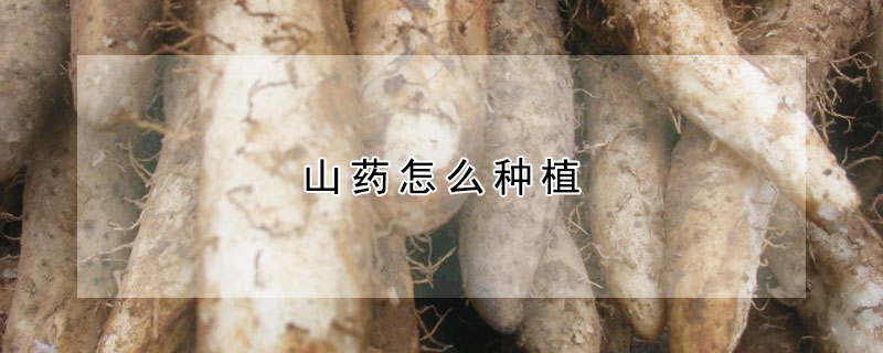 山藥怎么種植