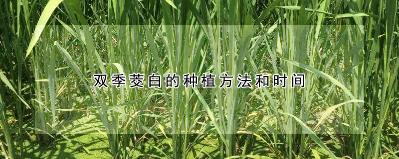 雙季茭白的種植方法和時間