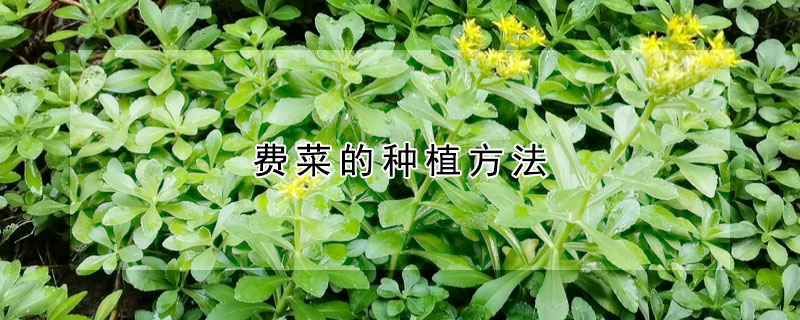 費菜的種植方法