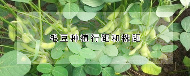 毛豆種植行距和株距