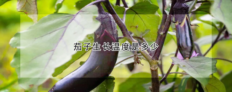 茄子生長(zhǎng)溫度是多少