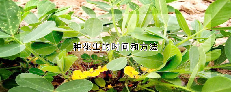 種花生的時(shí)間和方法