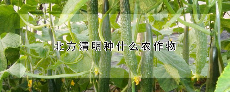 北方清明種什么農(nóng)作物