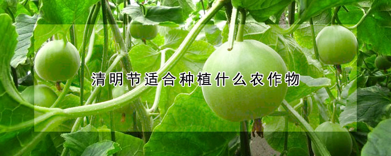 清明節(jié)適合種植什么農(nóng)作物