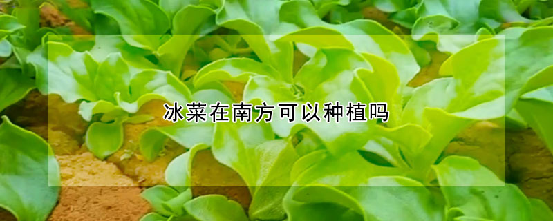 冰菜在南方可以種植嗎