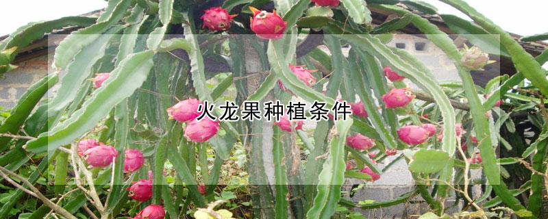 火龍果種植條件