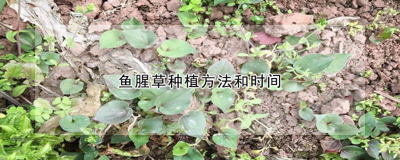 魚腥草種植方法和時間