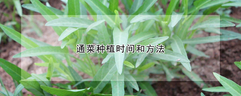 通菜種植時(shí)間和方法