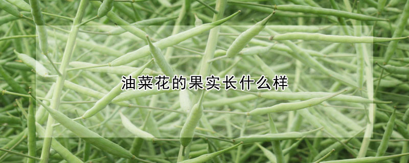 油菜花的果實長什么樣