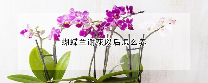 蝴蝶蘭謝花以后怎么養