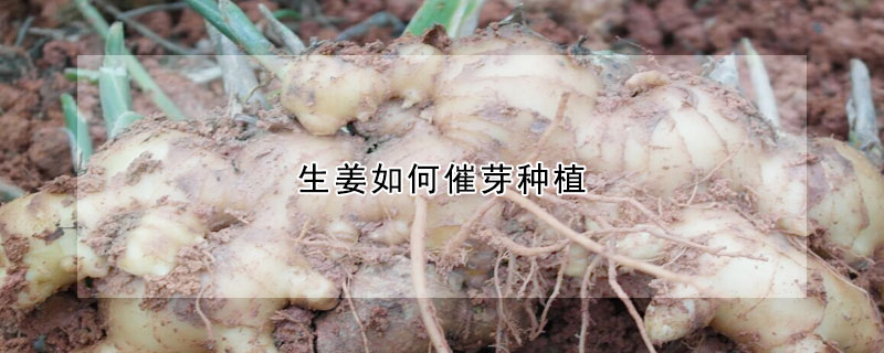 生姜如何催芽種植