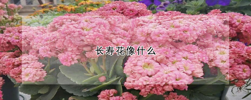 長壽花像什么