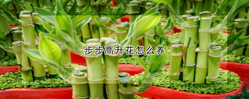 步步高升花怎么養(yǎng)