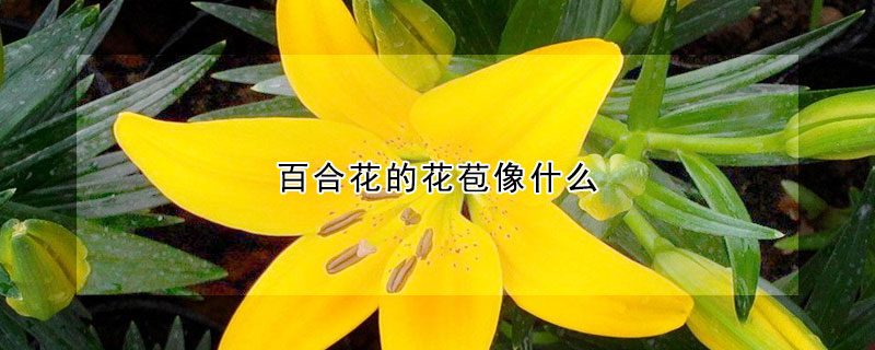 百合花的花苞像什么