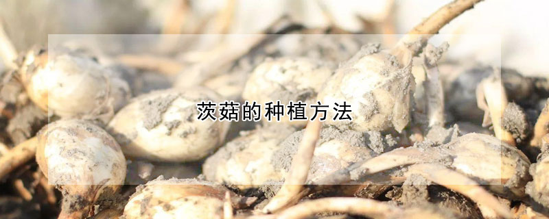 茨菇的種植方法