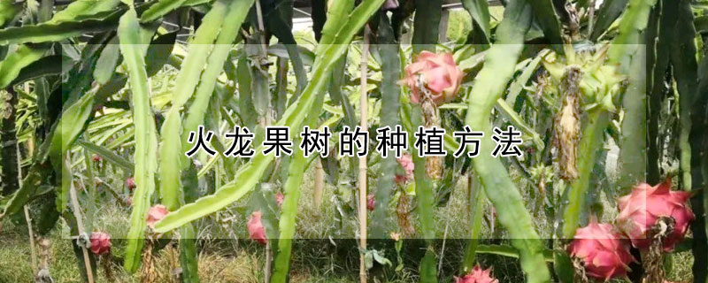 火龍果樹的種植方法