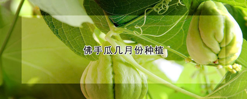 佛手瓜幾月份種植