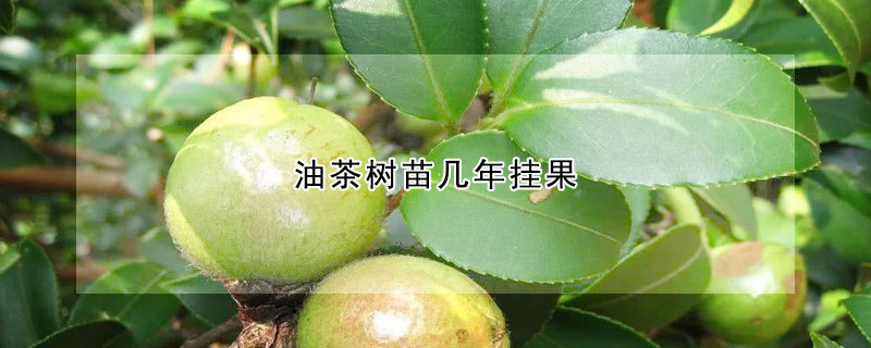 油茶樹苗幾年掛果