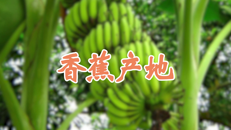 香蕉產(chǎn)地