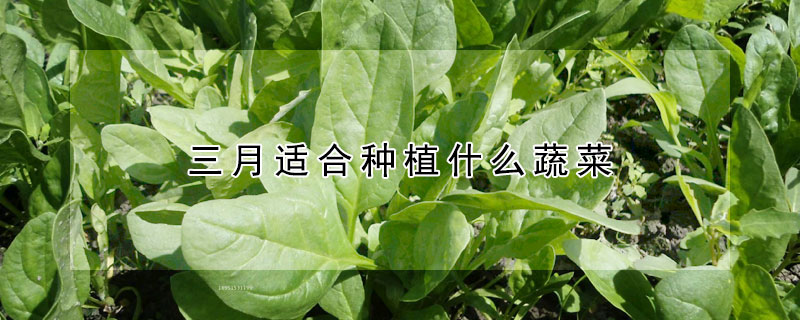 三月適合種植什么蔬菜